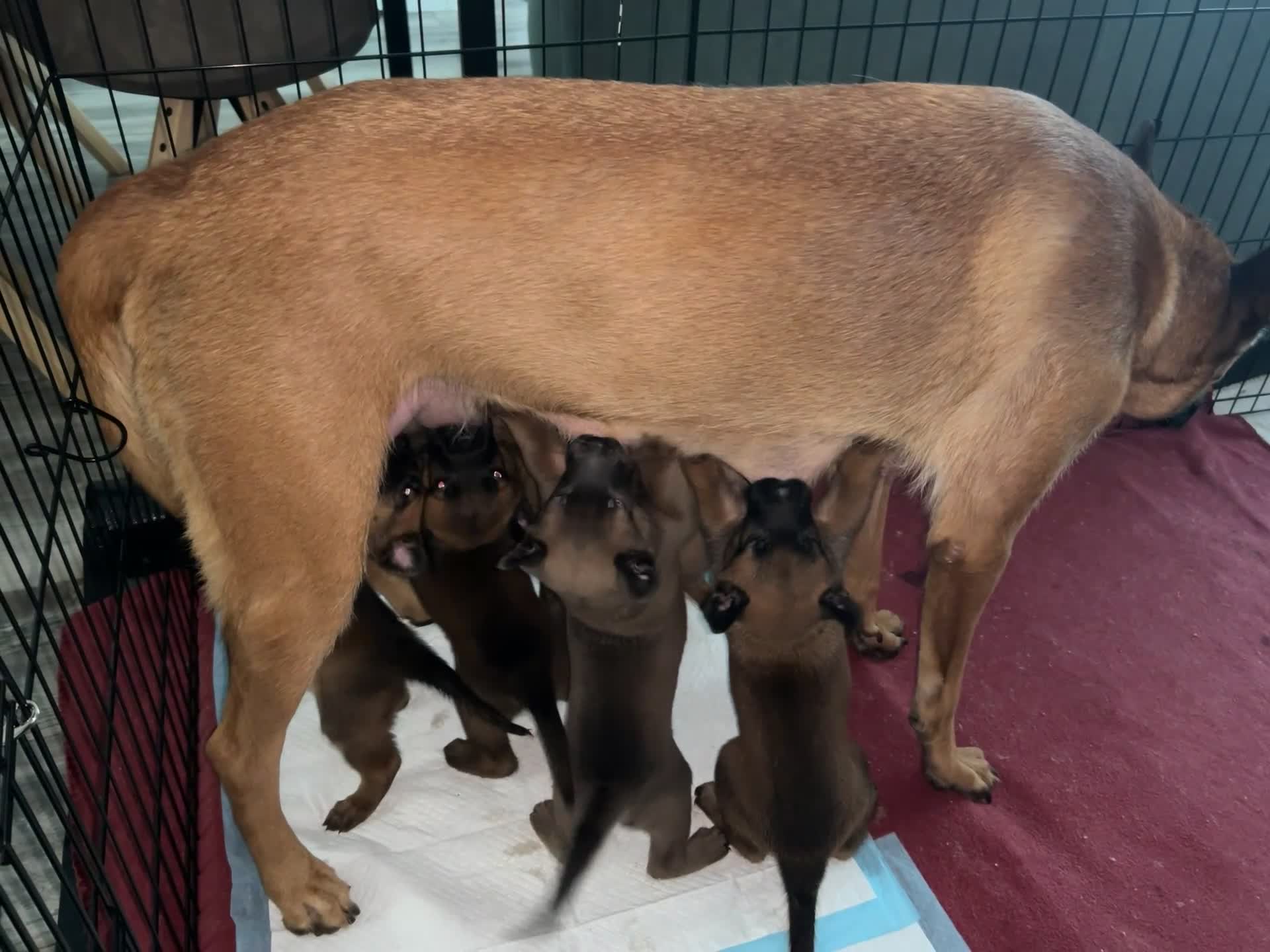 Mechelse Herder honden te koop: 2 Mechelse herder teefjes beschikbaar - Video 1