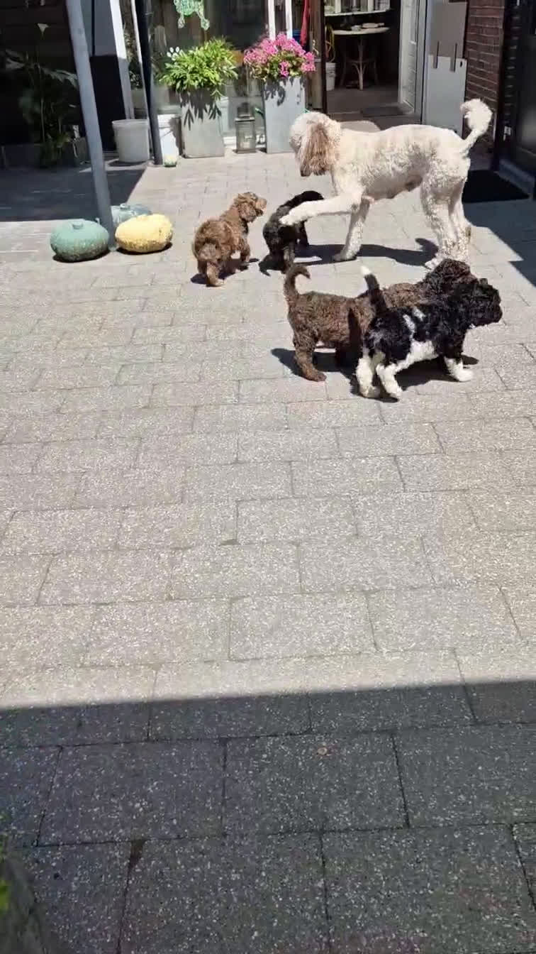 Poedel honden te koop: Verwacht: Koningspoedel pups - Video 1