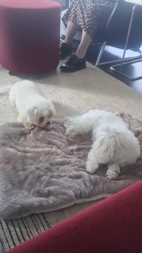 Bolognezer honden te koop: Super mooie bolognezer pupjes met stamboom - Video 1