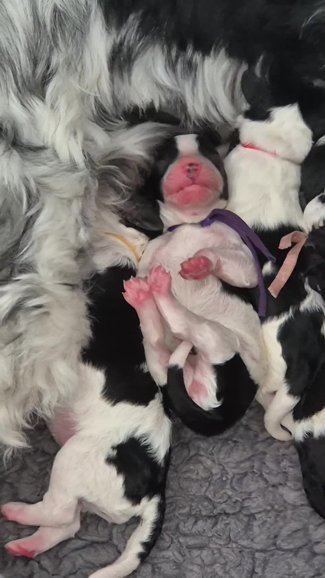 Cockapoo honden te koop: Cockapoo pups  - Video 2