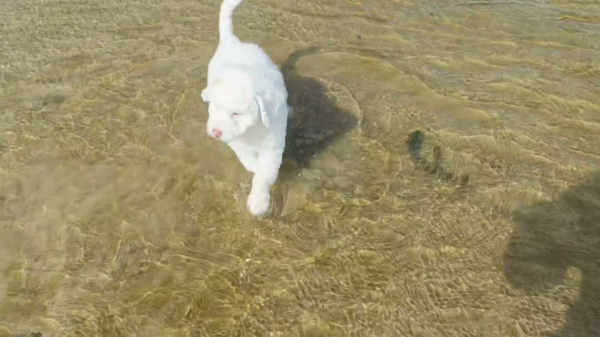 Spaanse Waterhond honden te koop: Echte schip-pups vanaf het Lauwersmeer! 🐾⛵ - Video 1