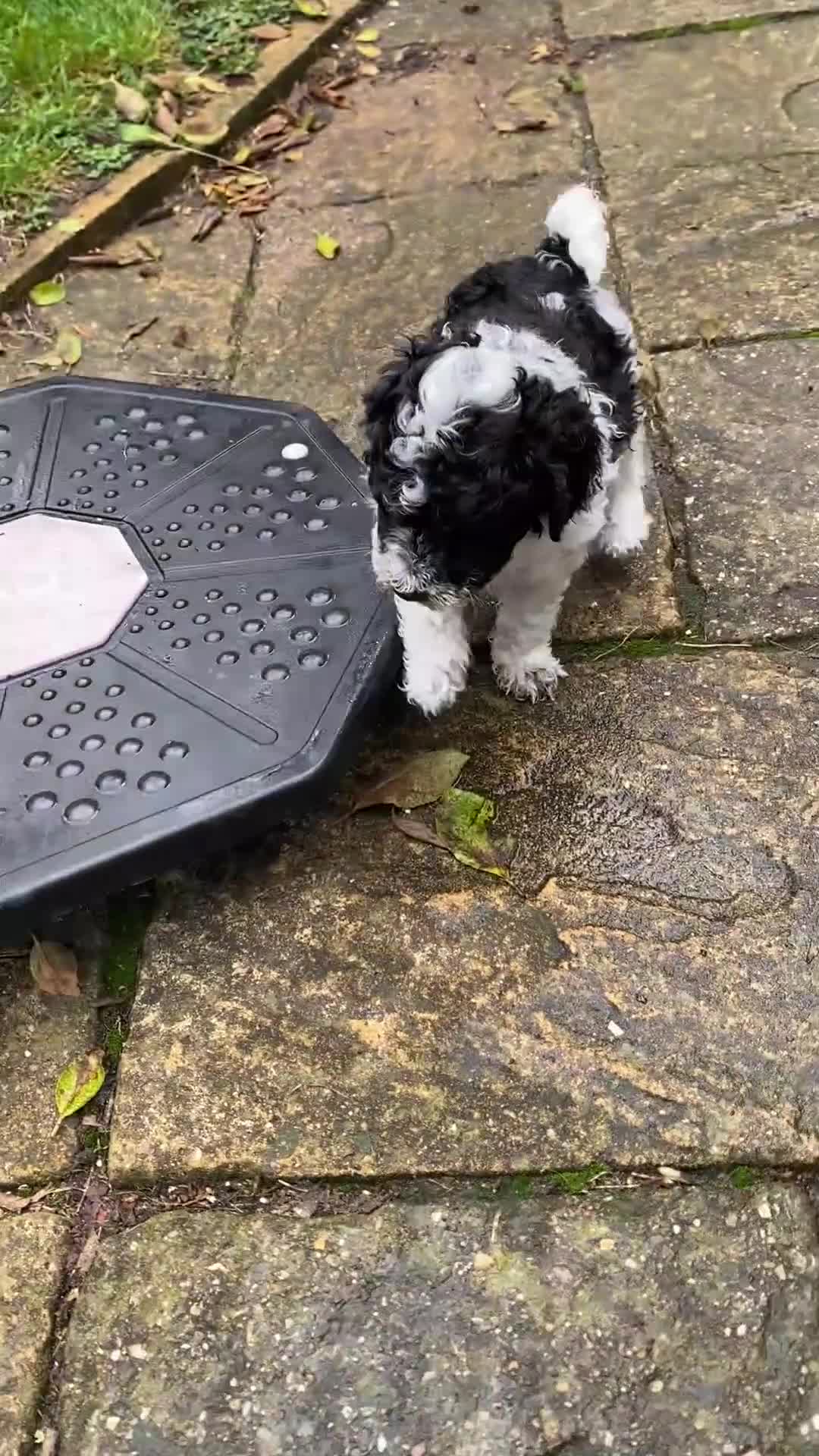 Dwergpoedel honden te koop: Dwergpoedel harlekijn zwart/wit  - Video 1