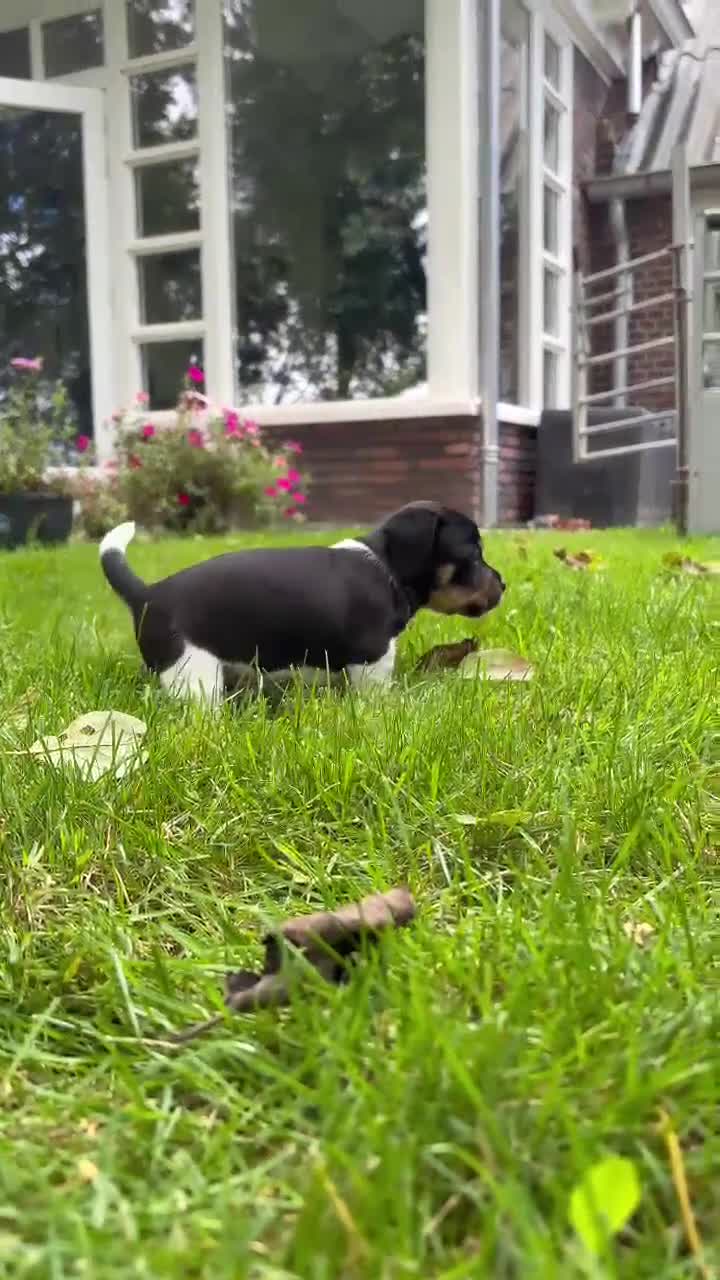 Jack Russel Terriër honden te koop: Brokencoat Merle Jackies in Lauwerzijl - Video 2