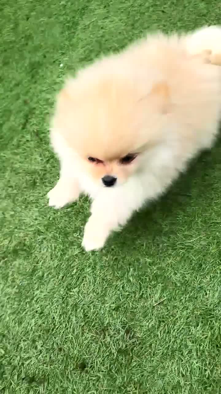 Pomeriaan honden te koop: Pomeriaan puppy’s  - Video 1