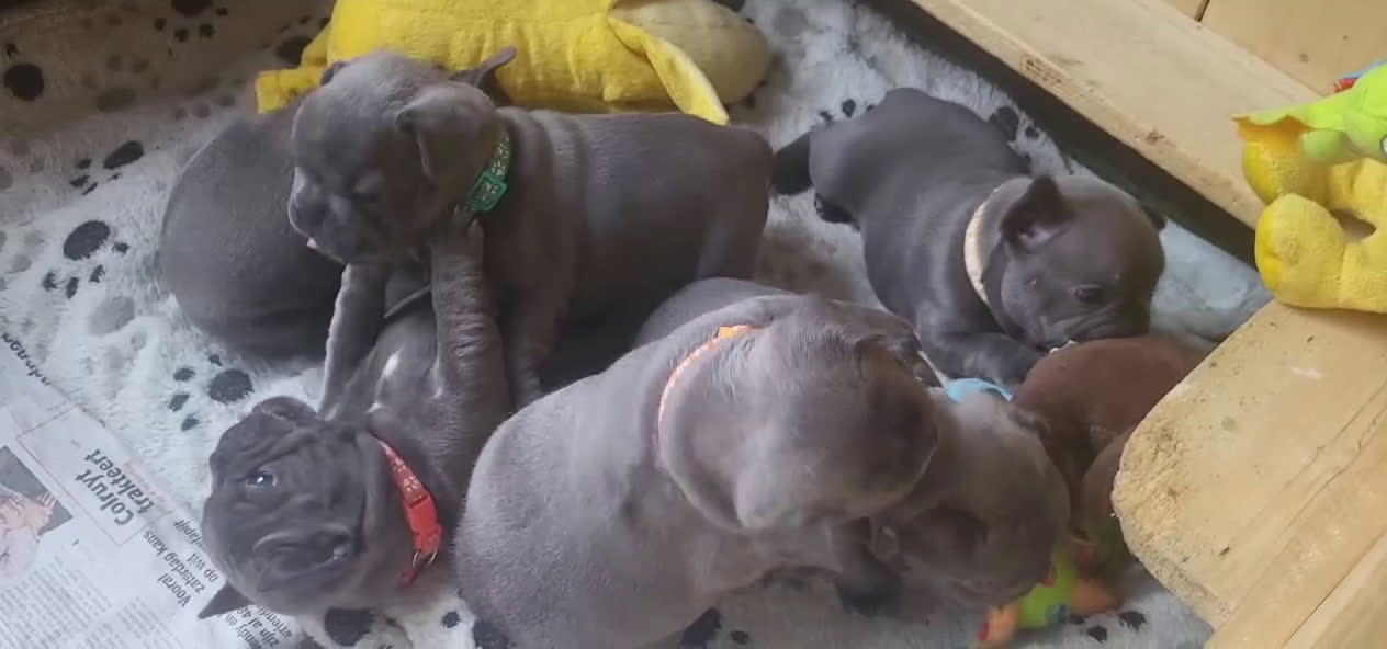 Franse Bulldog honden te koop:  Prachtige Blauwe Bulldog puppy’s thuisnestje - Video 1