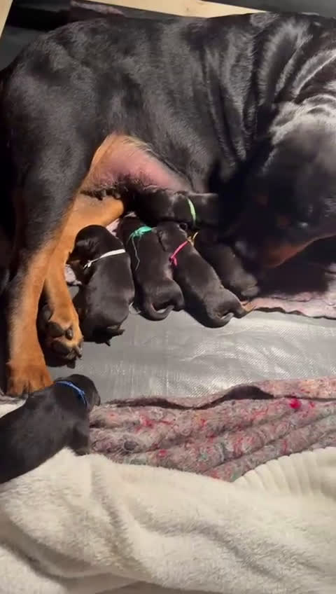 Rottweiler honden te koop: Rottweiler puppies te reserveren voor koop - Video 1