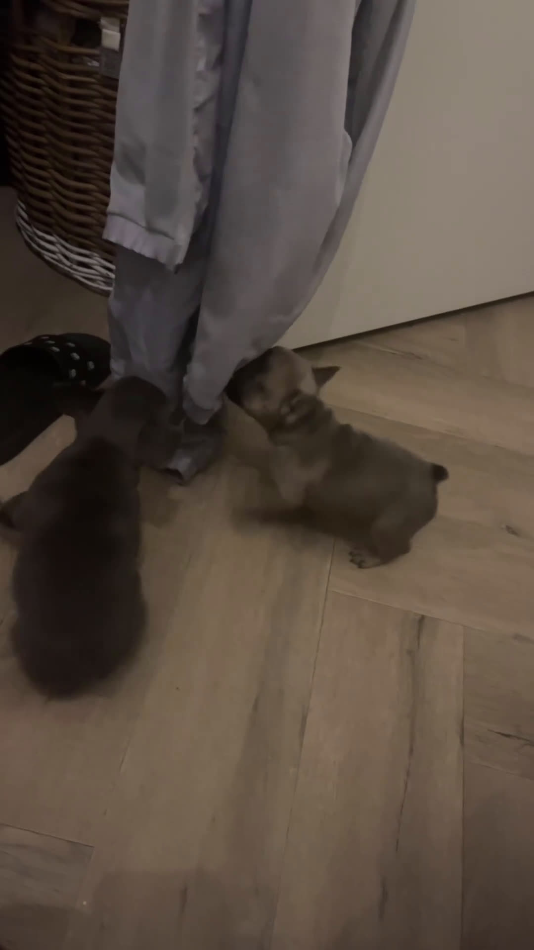 Franse Bulldog honden te koop: Franse Bulldog pups - Video 2