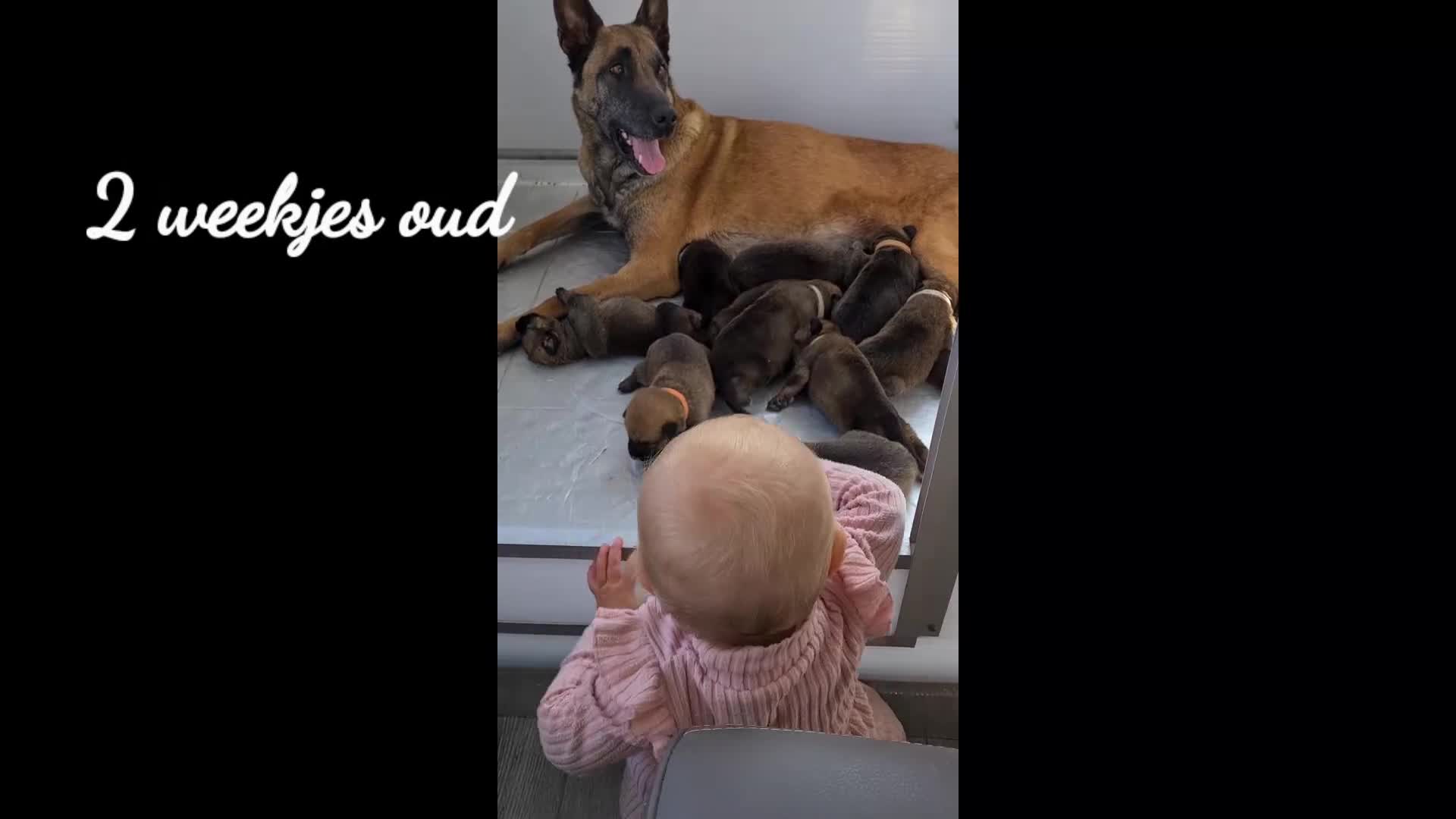 Kruising honden te koop: Prachtige Border Collie x Mechelse Herder pups F1 - Video 1
