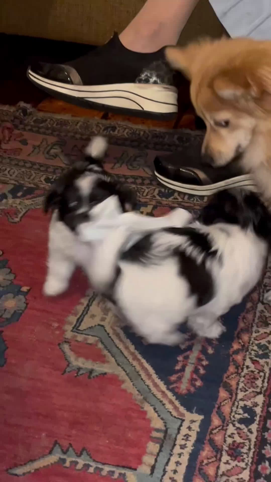 Kruising honden te koop: Kruising Boomer chihuahua !!nog twee beschikbaar!! - Video 1