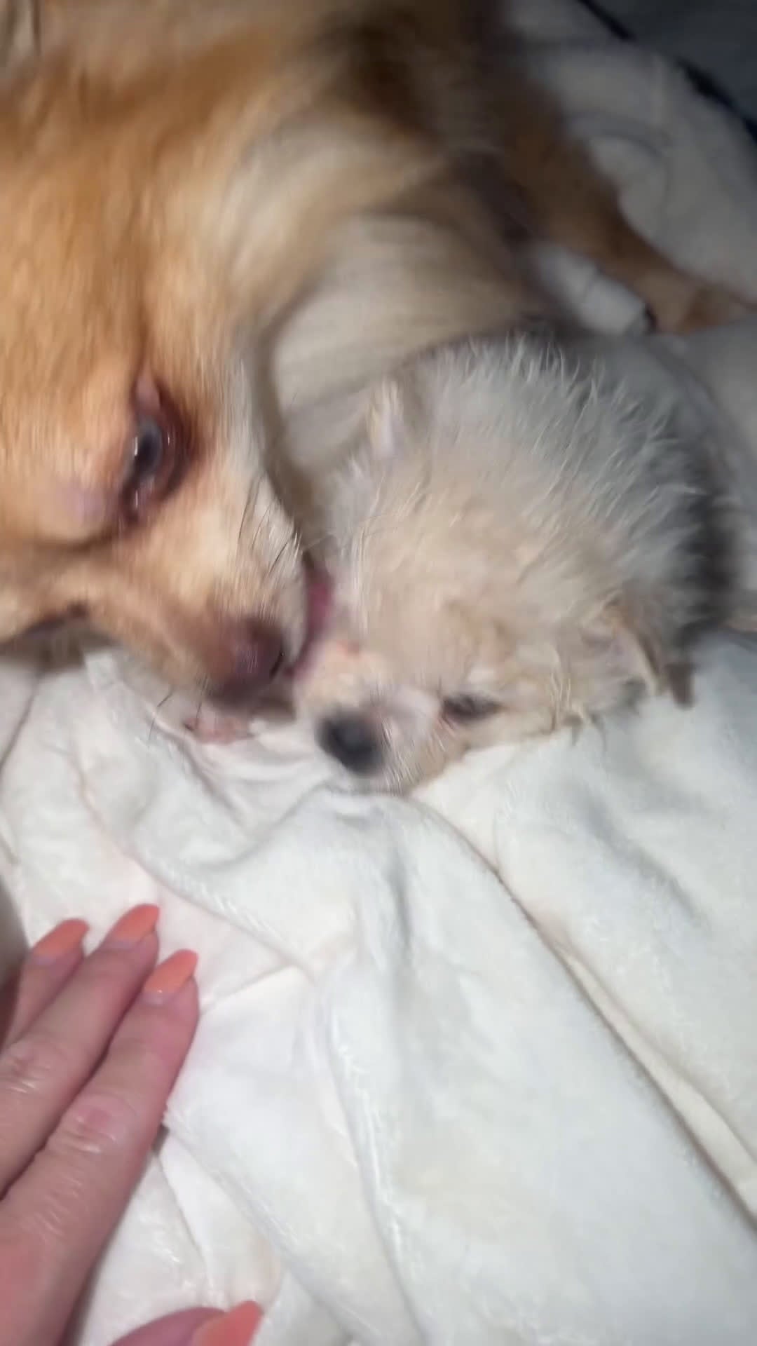 Pomeriaan honden te koop: Pomeriaan pups - Video 3