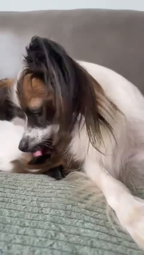 Vlinderhondje honden te koop: Mooie wit/sable Pappilon pup - Video 1