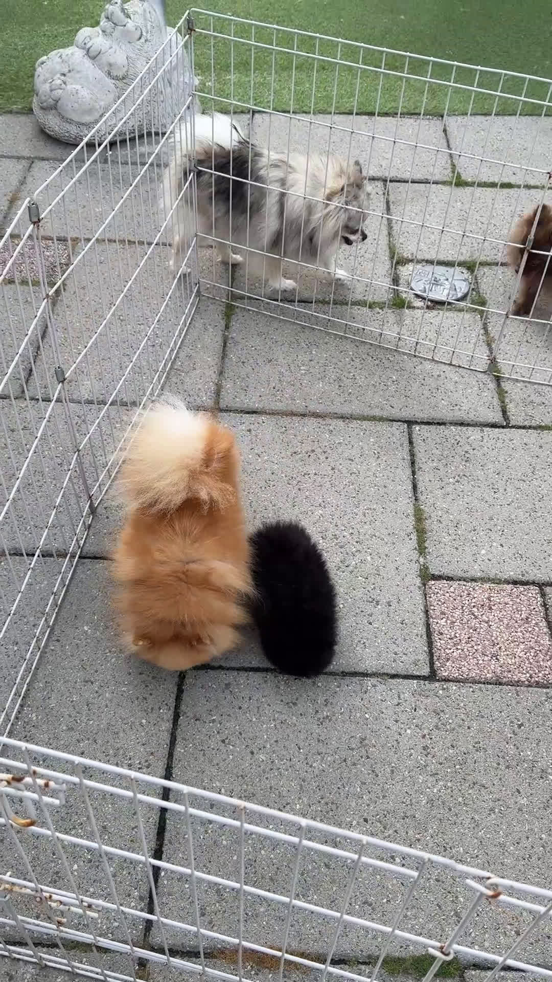 Pomeriaan honden te koop: Pomeriaan teefje - Video 1