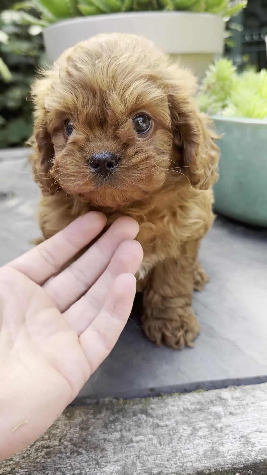Cavapoo honden te koop: Cavapoo pups getest hypoallergeen mini doodle - Video 3