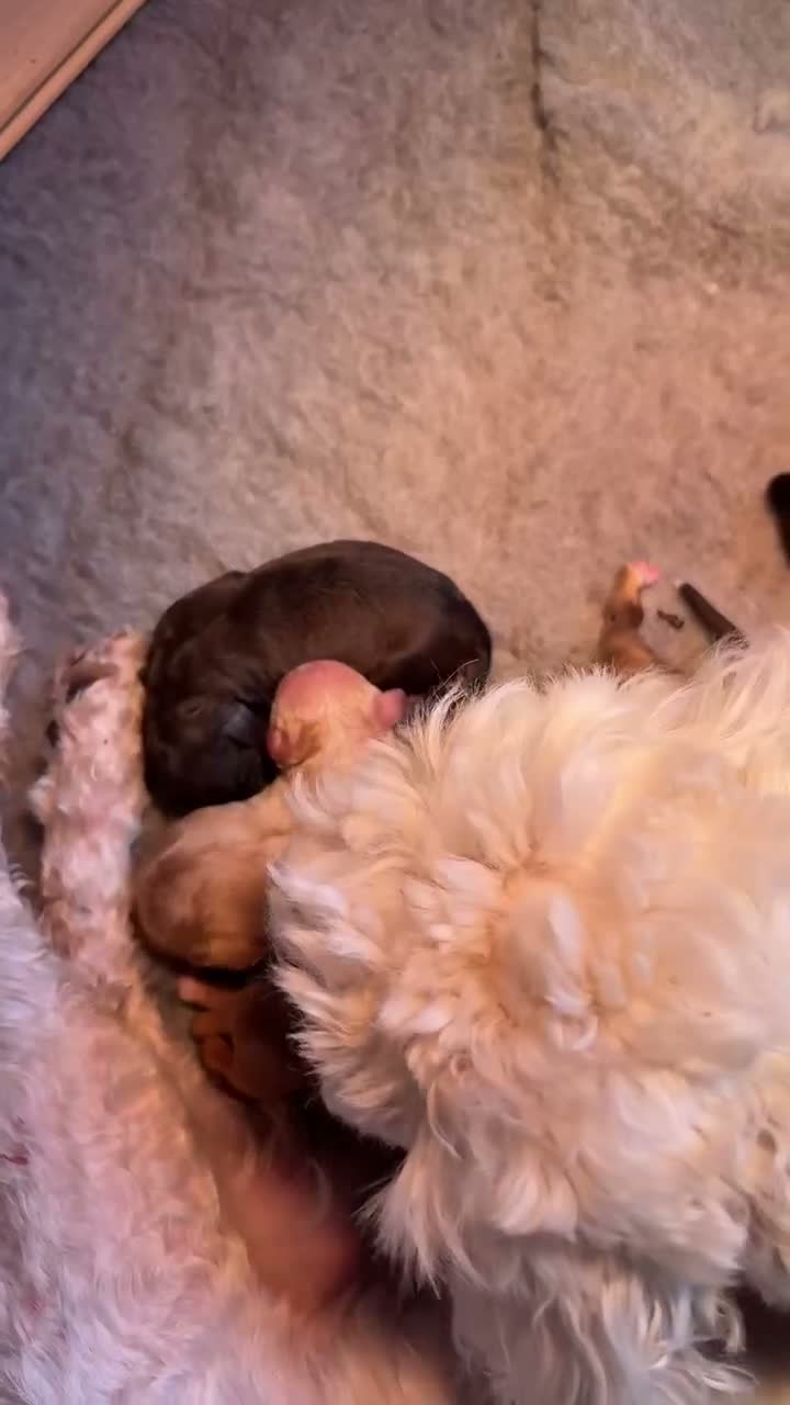 Maltipoo honden te koop: Puppy’s maltipoo x maltipoo - Video 1