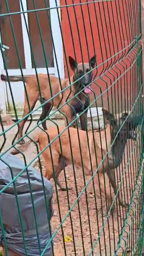 Mechelse Herder honden te koop: Mechelse herder - Video 1