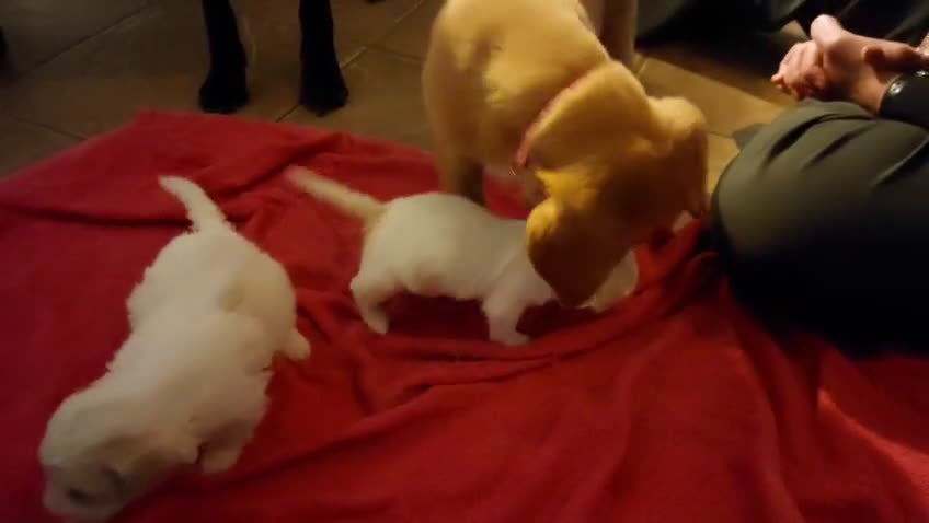 Kruising honden te koop: Maltipoo x Shih Tzu puppies - Video 2