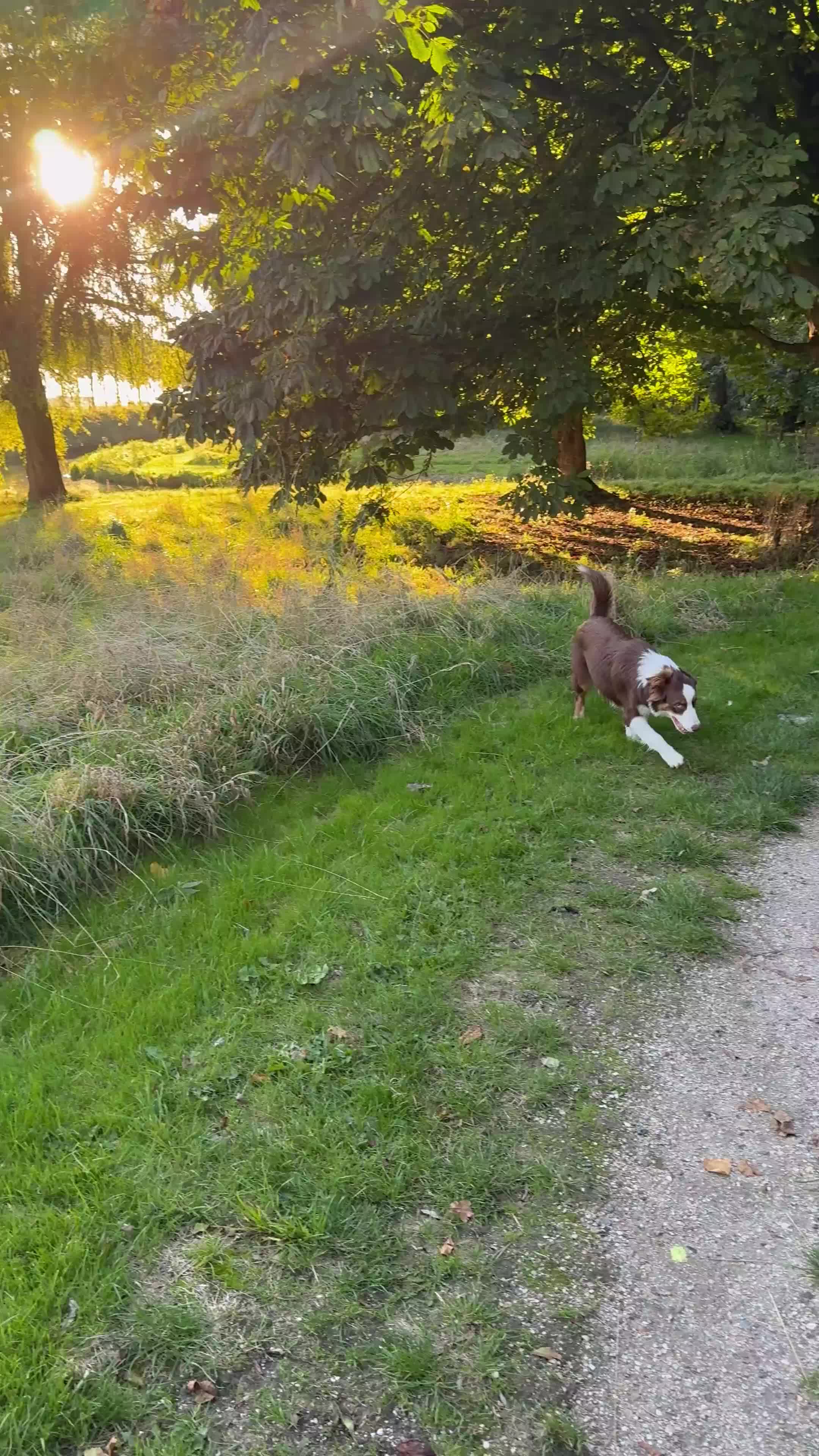 Australian Shepherd honden ter dekking: Red Tri Australian Shepherd reu –Noah met stamboom - Video 1