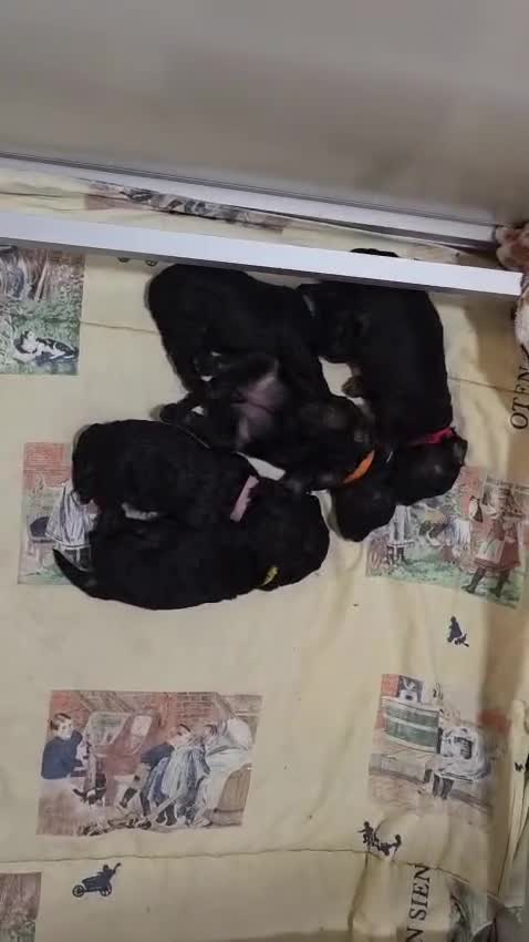 Dwergpoedel honden te koop: Diva heeft mooie 5 Phanton pups gekregen  - Video 1