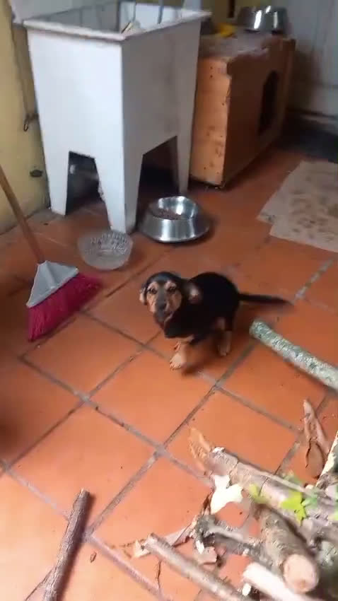 Kruising honden te koop: 2 italiaanse lieverds zoeken een familie - Video 4