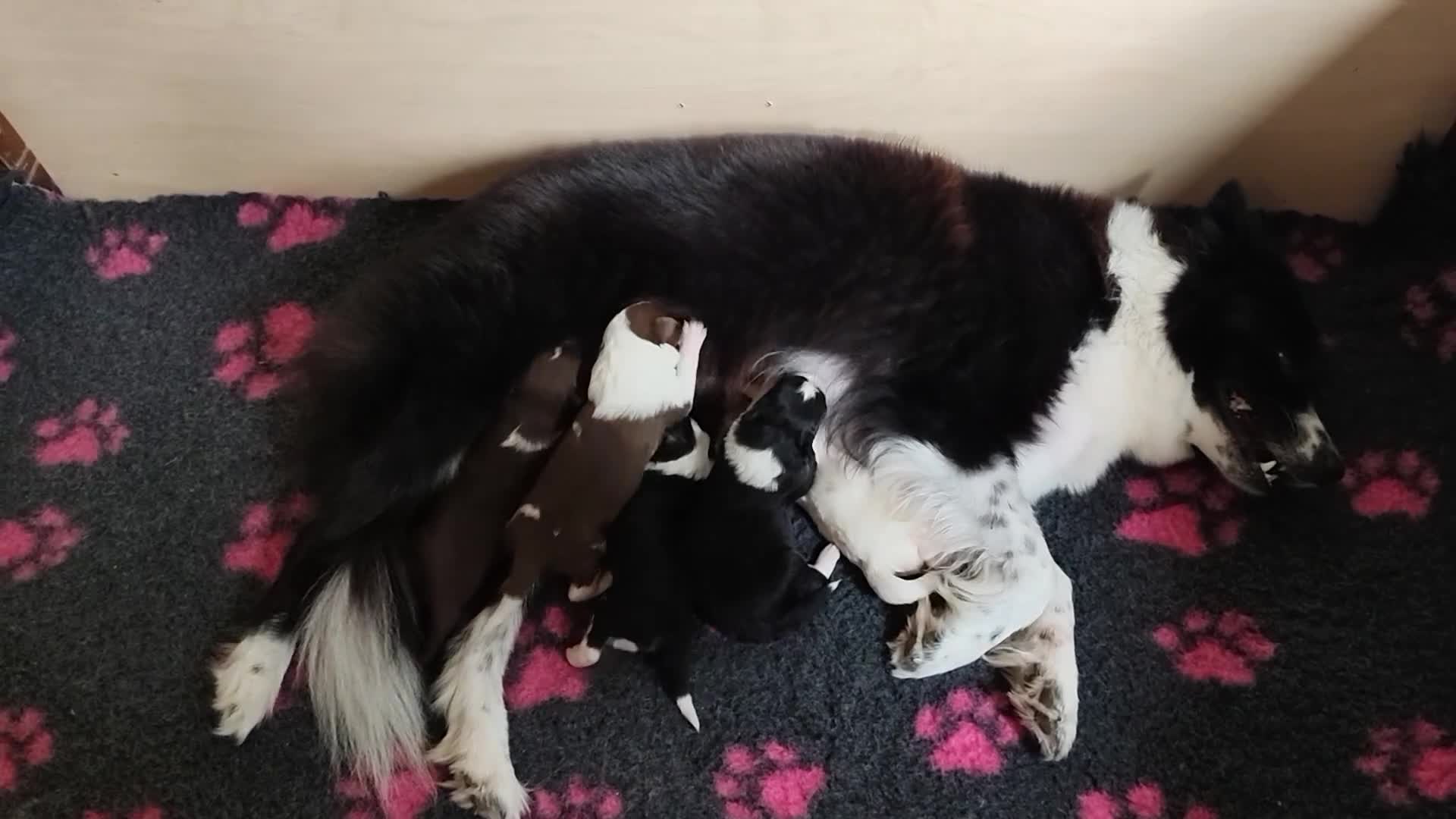 Kruising honden te koop: Unieke kruising de Samollie  - Video 1