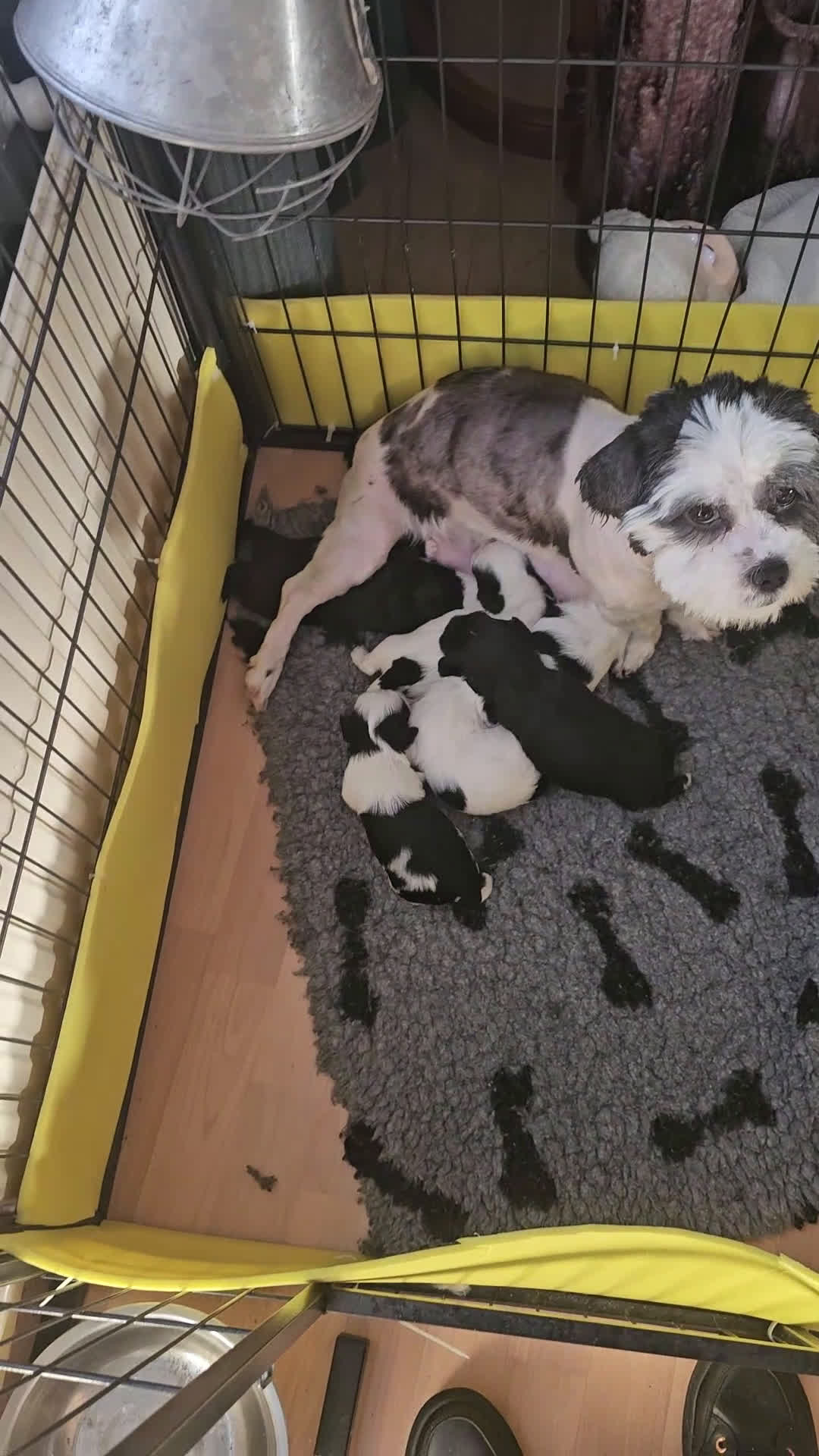 Kruising honden te koop: boomer pups - Video 2