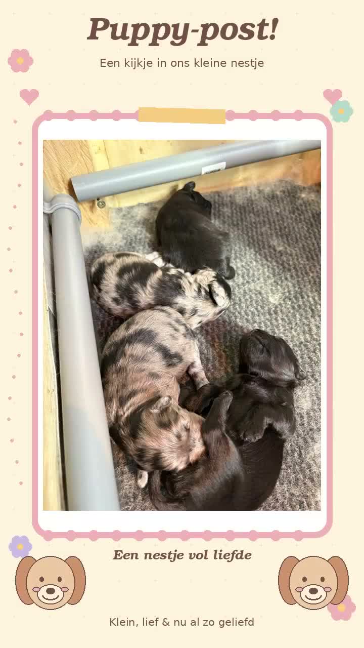 Kruising honden te koop: 🐾 4 Teddypoo pups geboren |ToyPoedelXTeddydog 🤎 - Video 1