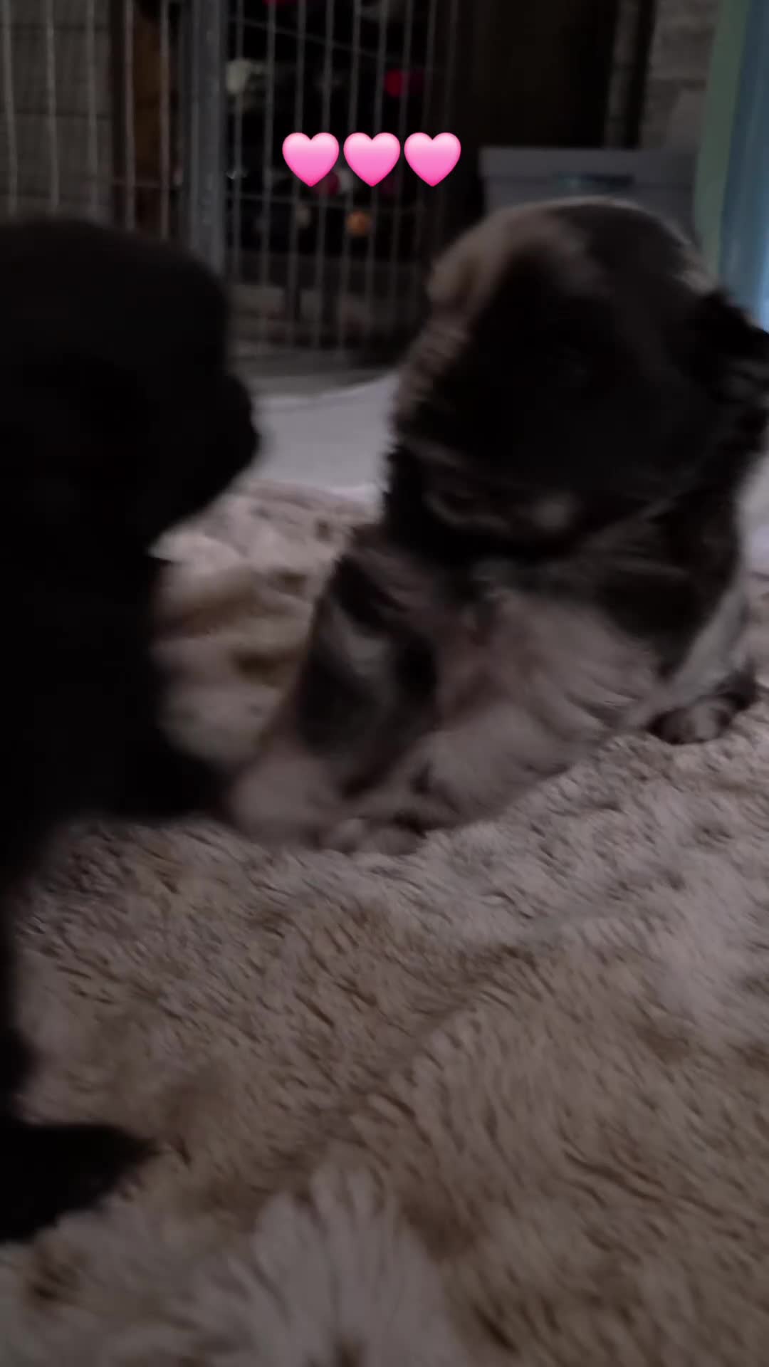 Pomeriaan honden te koop: Dwergkeesjes(pomeranian) - Video 1