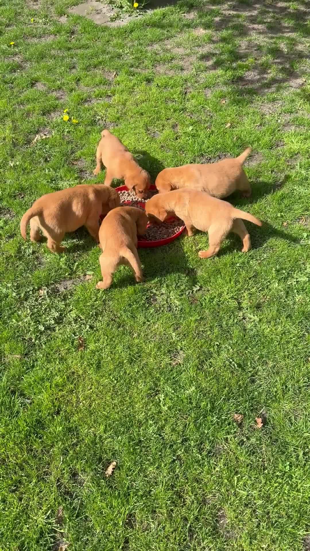 Labrador Retriever honden te koop: Labrador redfox - Video 2