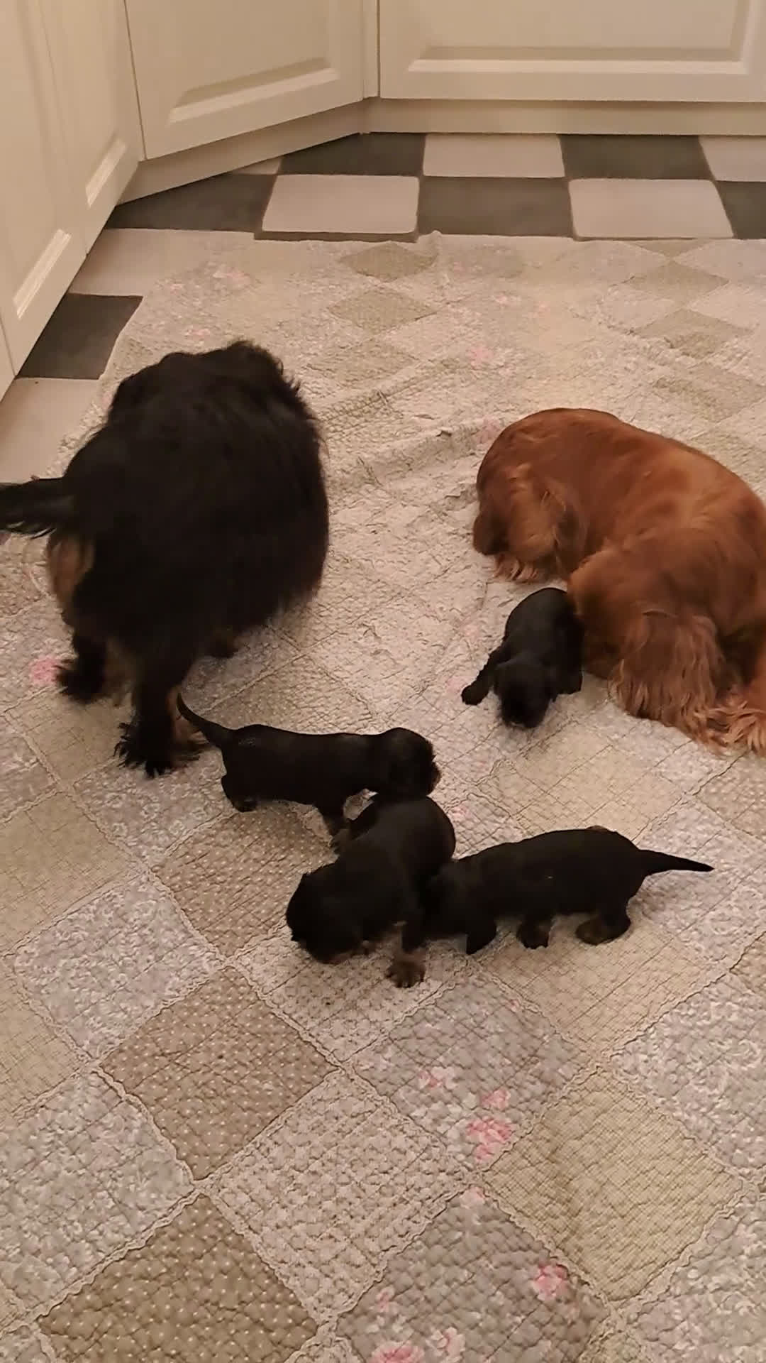 Cavalier King Charles Spaniel honden te koop: Prachtige Cavalier King Charles Spaniels puppy's  - Video 2