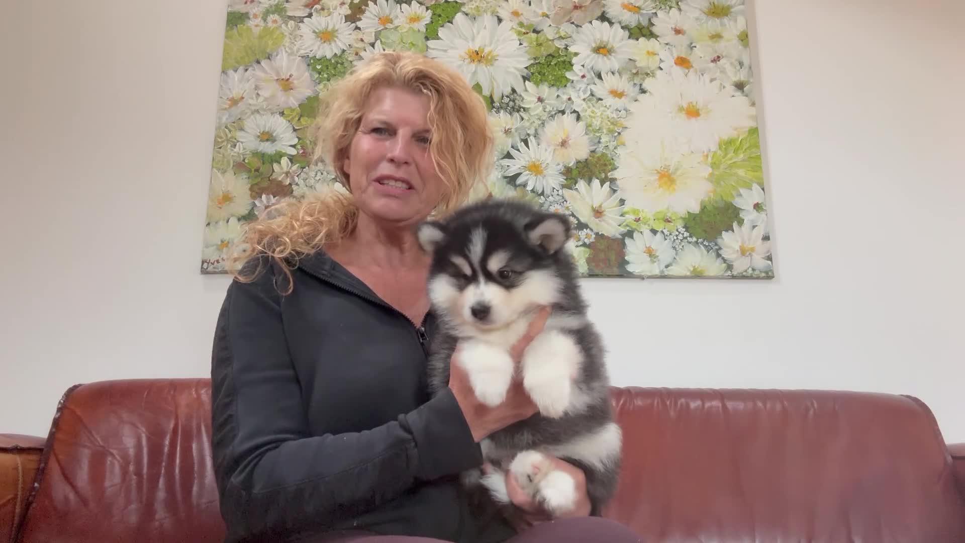 Pomsky honden te koop: Pomsky  - Video 1