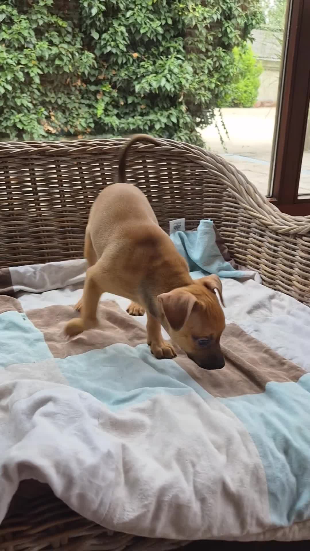 Dwergpinscher honden te koop: Dwergpinschers pups te koop - Video 1