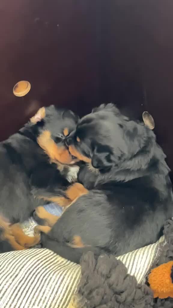 Kruising honden te koop: Berner SennerxRottweiler puppy's in Dalfsen - Video 1