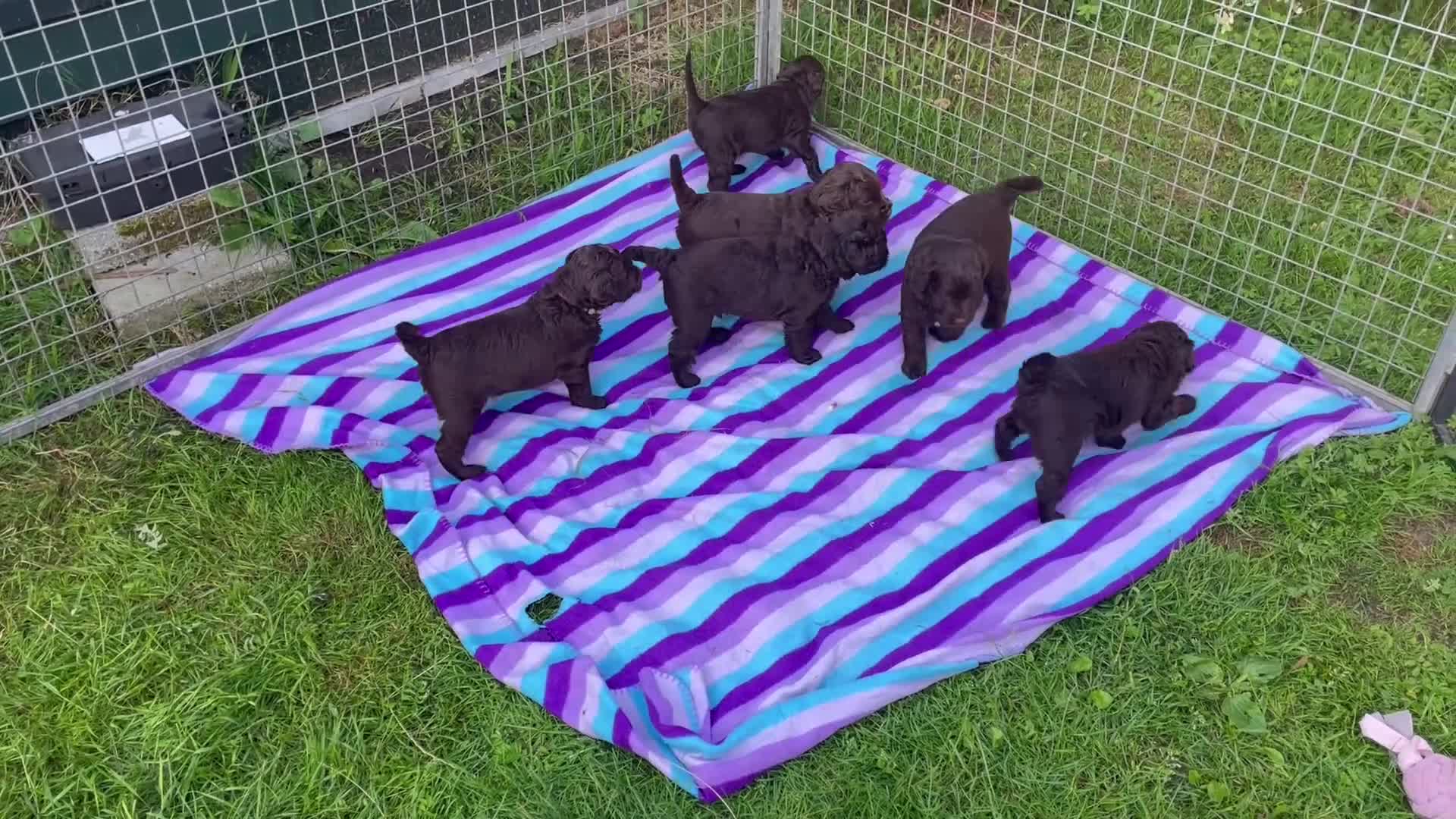 Labradoodle honden te koop: Kleine medium labradoodles met Australian bloed  - Video 1