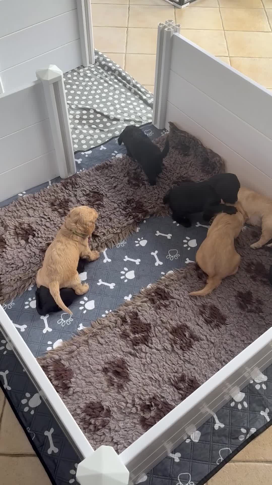 Australian Labradoodle honden te koop: (Australian) Labradoodle pups - Video 2