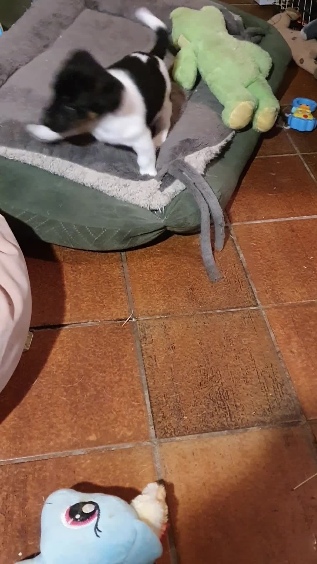 Jack Russel Terriër honden te koop: Gezonde raszuiver gefokt Jack Russel pups laagbeen - Video 2