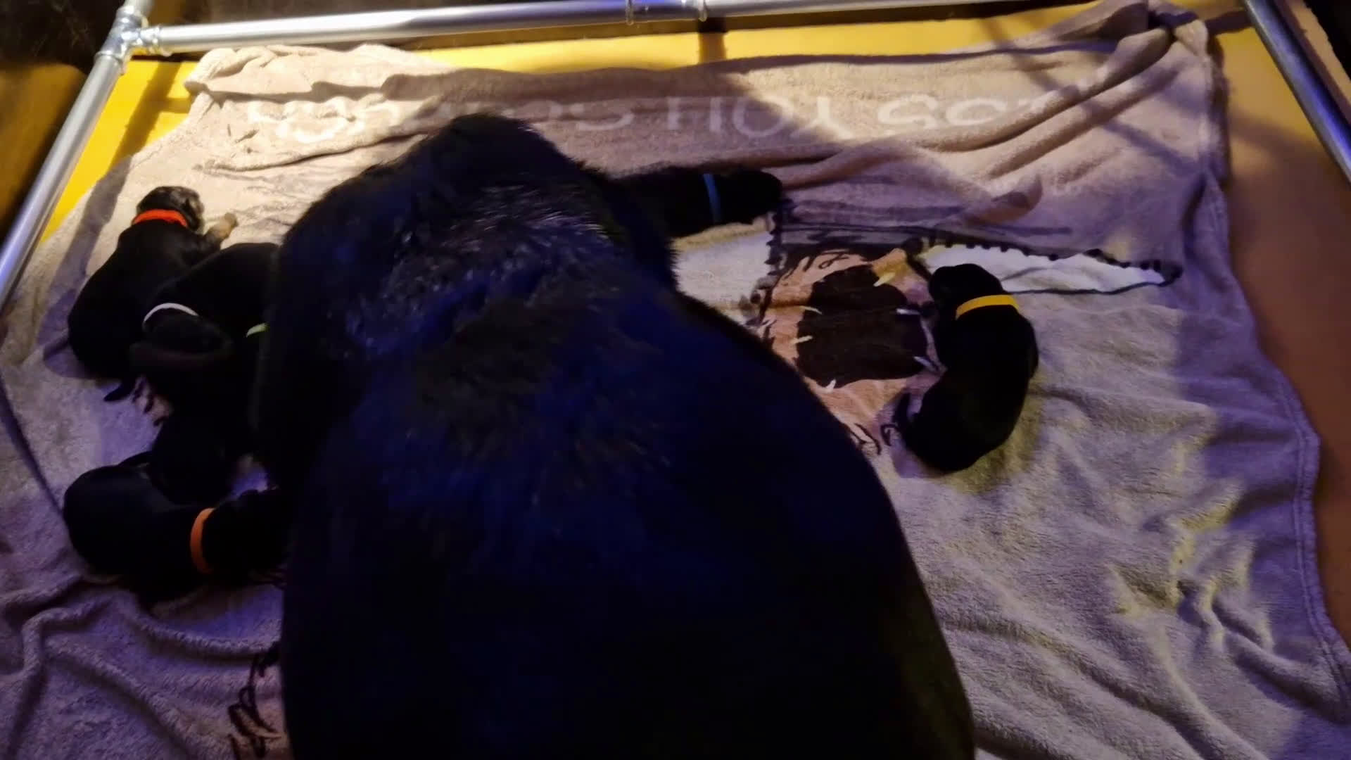 Duitse Herder honden te koop: Topkwaliteit Duitse Herder Pups - Video 1