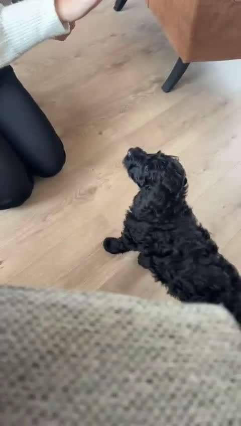 Labradoodle honden te koop: Nog 1 labradoodle medium te koop reutje - Video 1