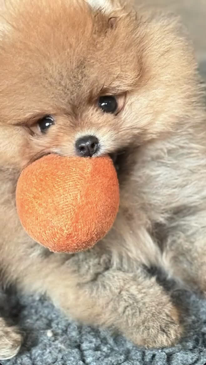 Pomeriaan honden te koop: Raszuiver Mini Pomeriaan Pup Bear Face  - Video 2