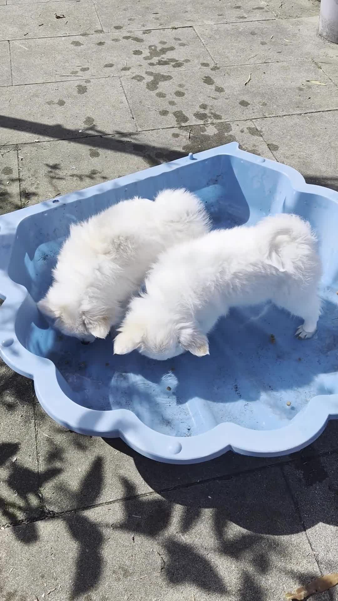 Keeshond honden te koop: Kleine keeshond in Meteren - Video 1
