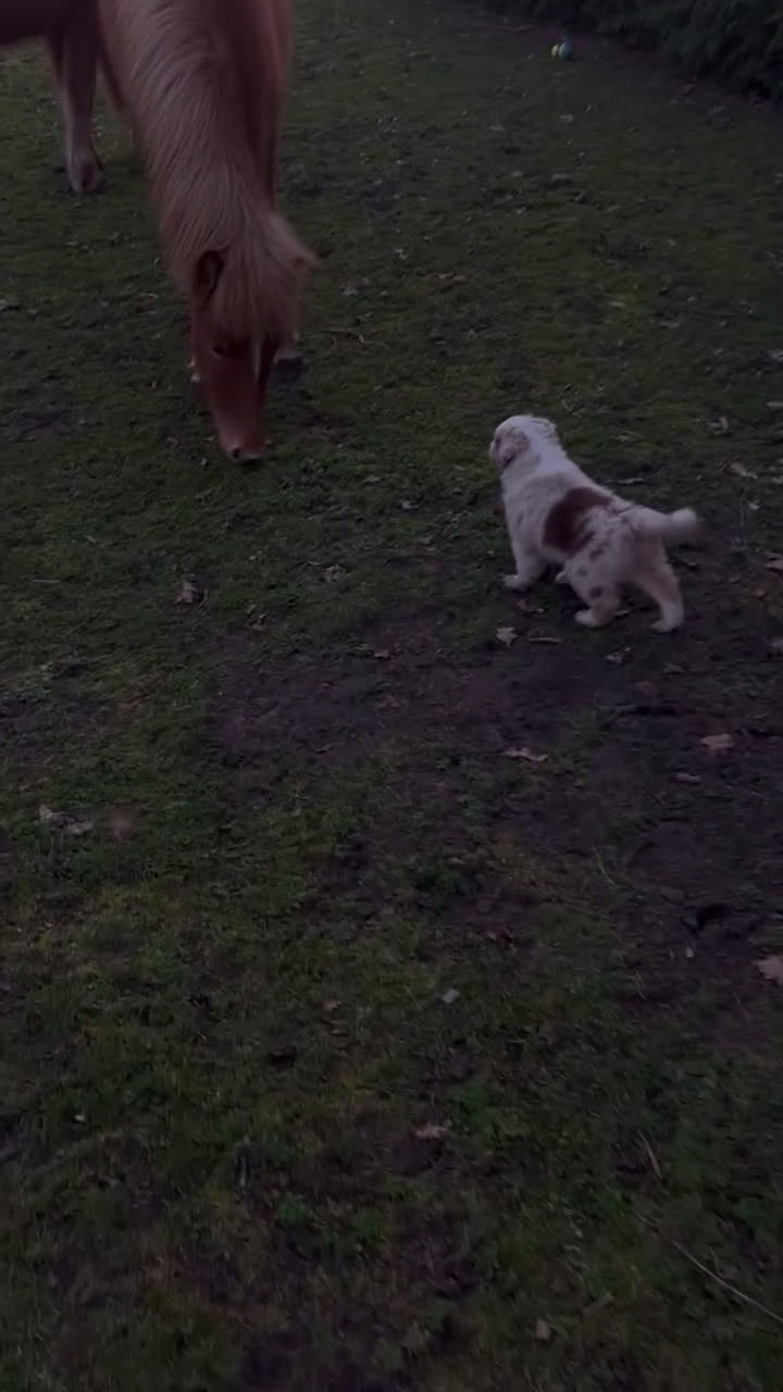 Australian Shepherd honden te koop: 100% raszuivere Australian Sheperd pups - Video 2