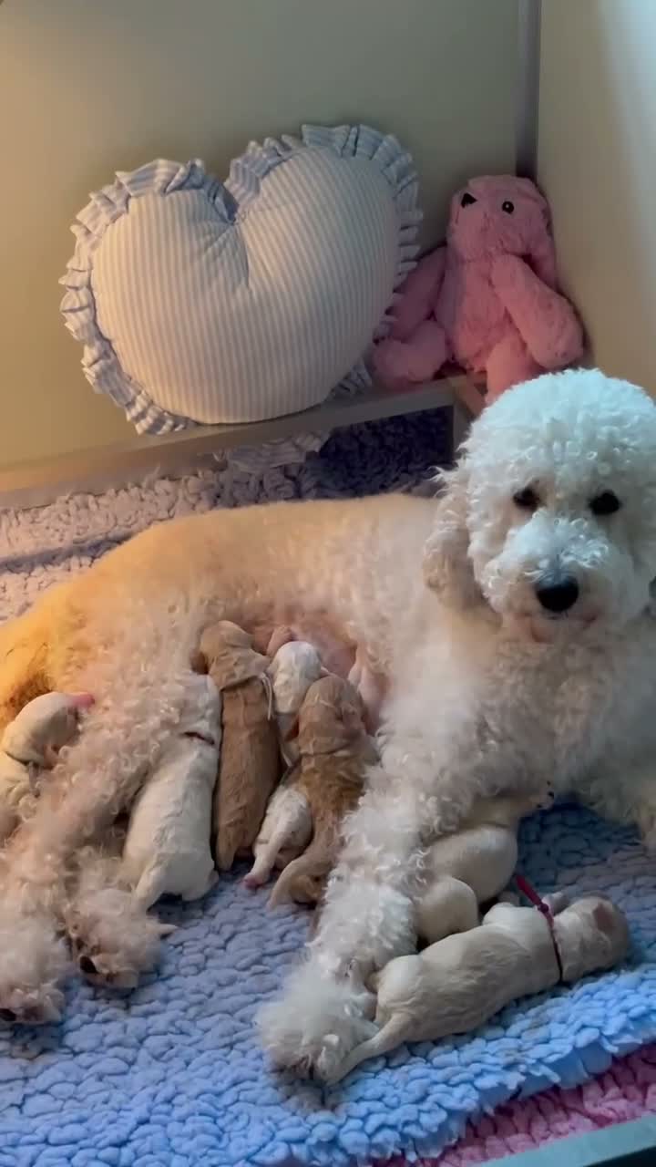 Australian Labradoodle honden te koop: Australian Labradoodle pups - Video 1