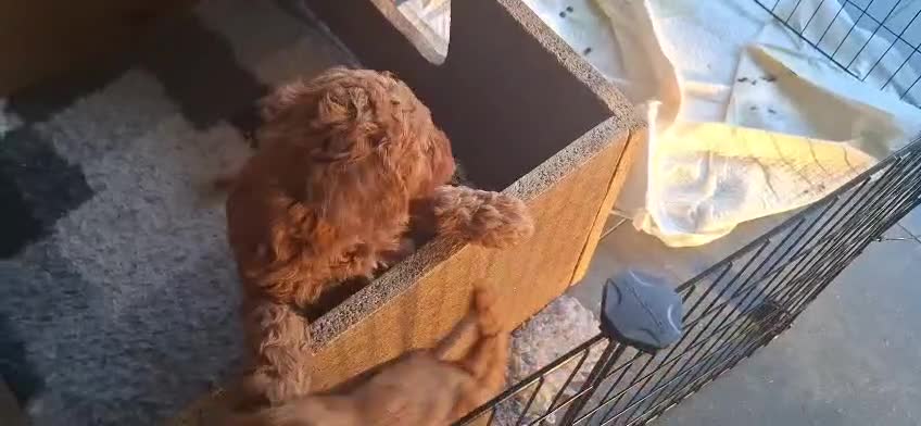 Dwergpoedel honden te koop: Lieve dwergpoedel-puppy's zoeken een warm thuis!  - Video 2