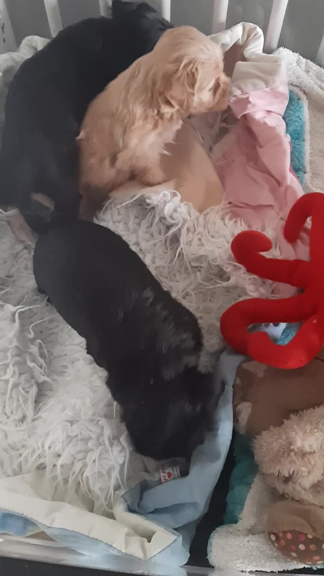 Havanezer honden te koop:  1 bruin/zwart/wit teefje beschikbaar fci stamboom - Video 2