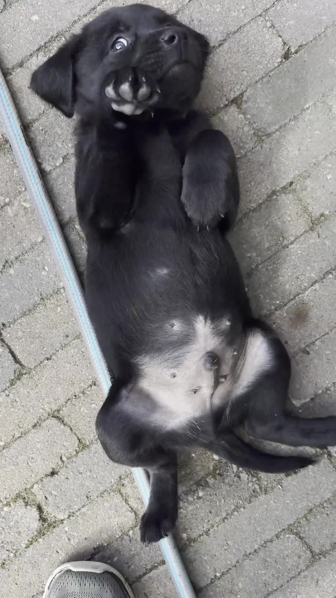 Kruising honden te koop: Labrador x Australian Shepherd pups te koop - Video 4