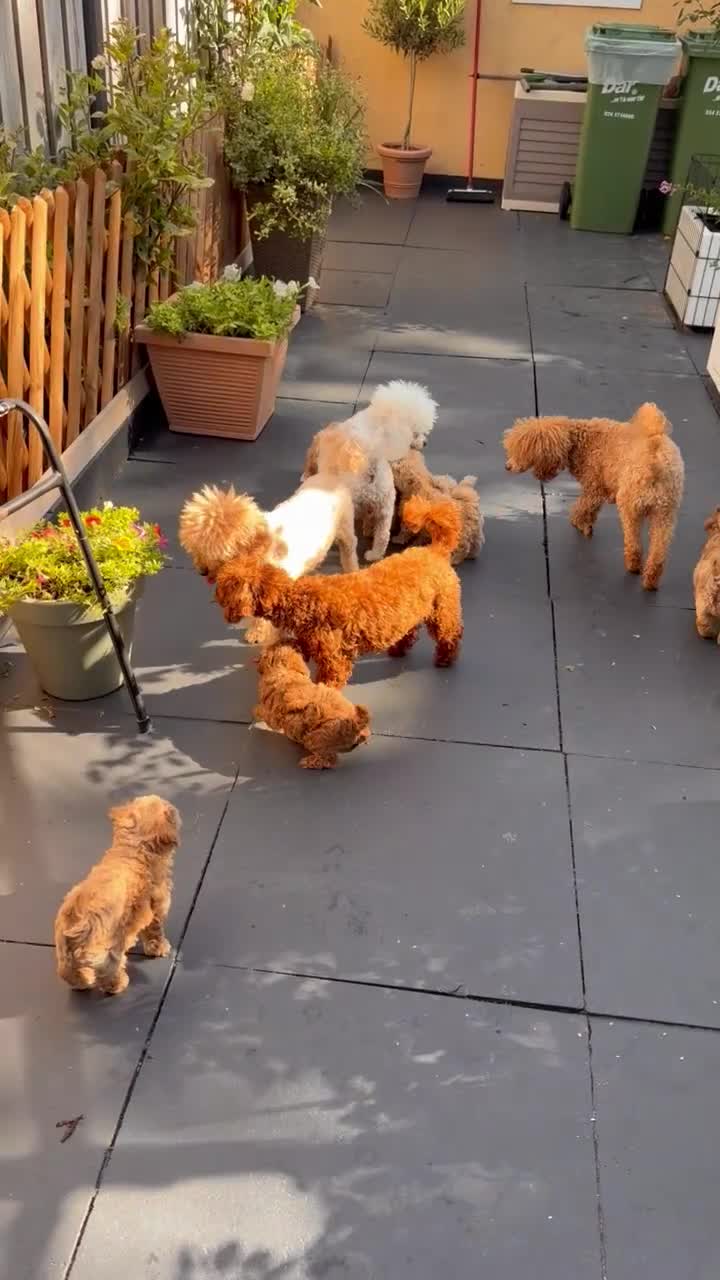 Poedel Toy honden te koop: Toy poedel puppy’s  - Video 1