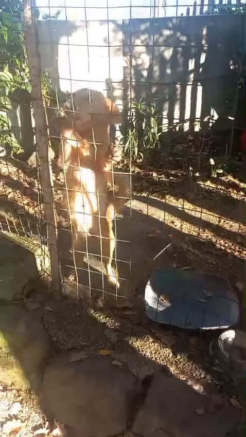 Kruising honden te koop: Thema en Louis zoeken baasje - Video 2