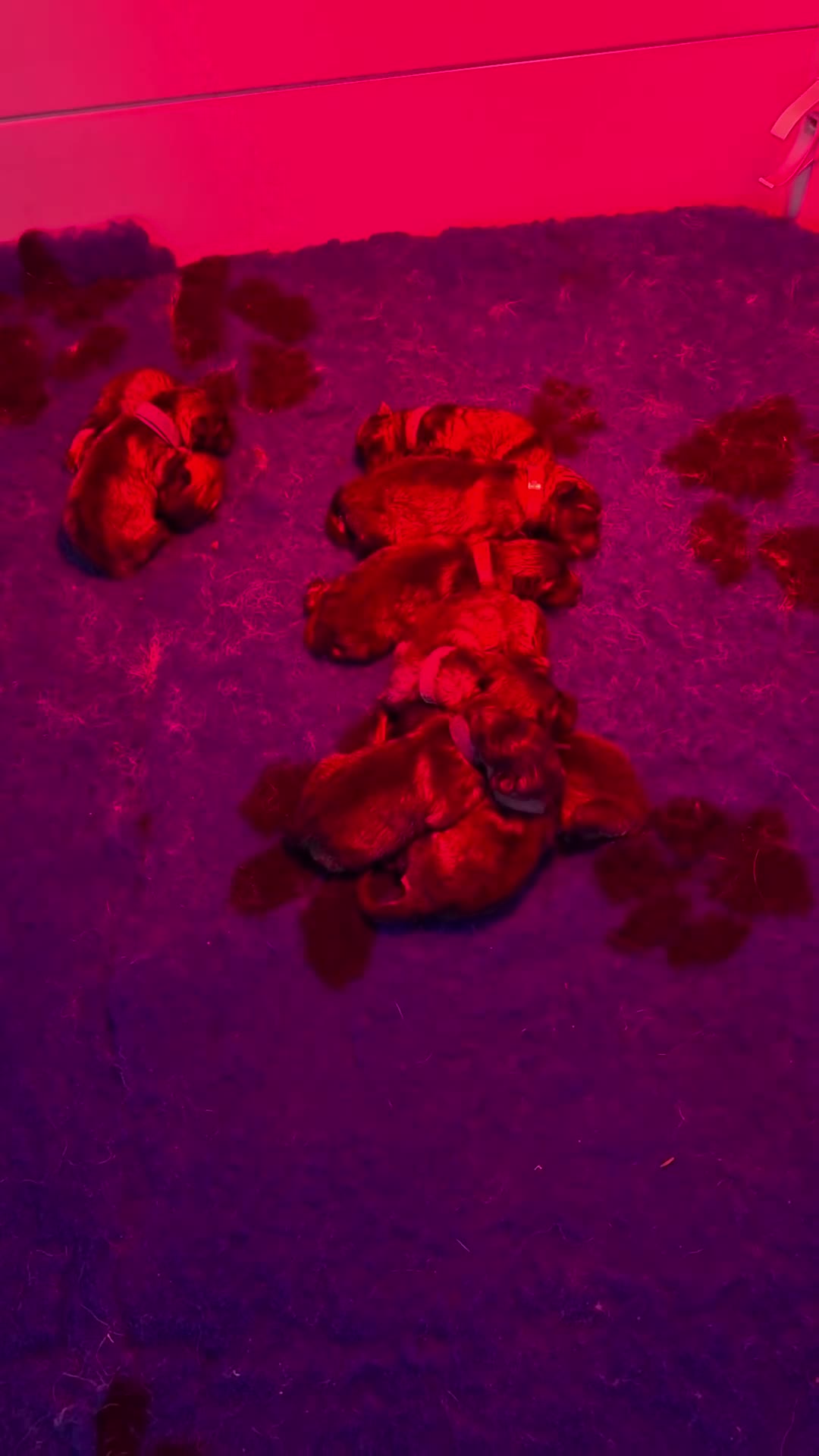 Keeshond honden te koop: Grote grijze keeshond puppy's  - Video 3