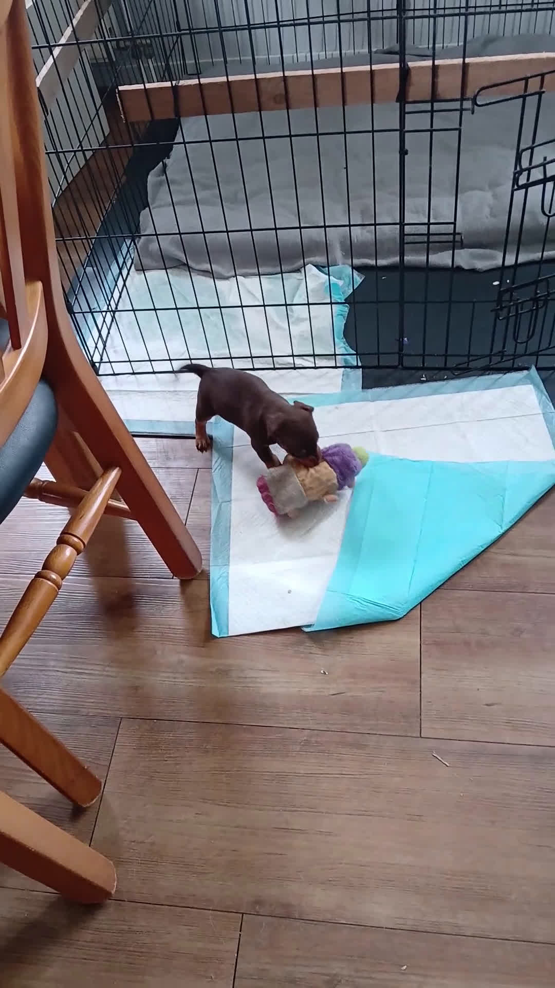 Jack Russel Terriër honden te koop: Te koop hele mooie en lieve Jack Russel puppy's  - Video 1
