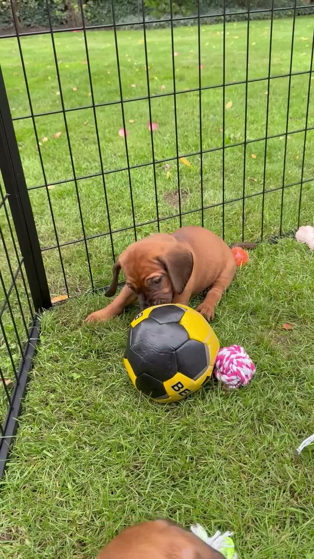 Beierse Bergzweethond honden te koop: Hanoveraaanse zweethond pups - Video 2