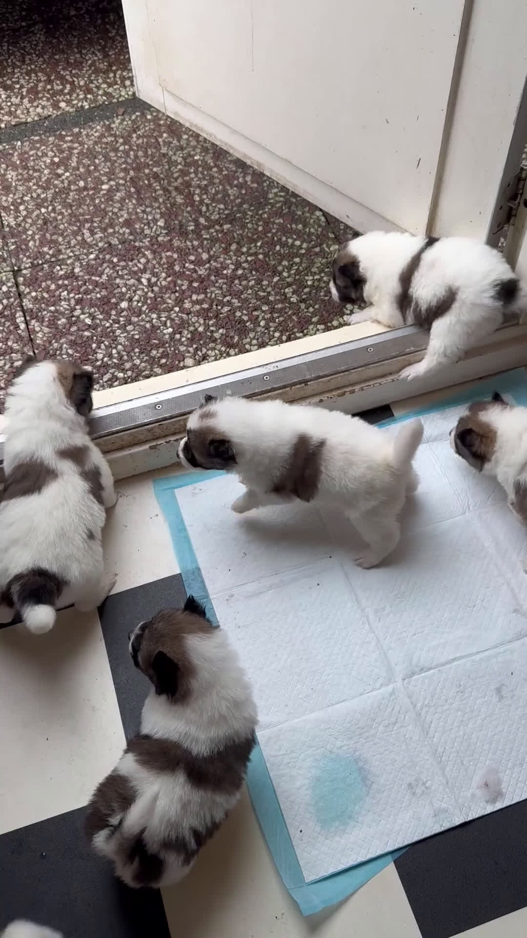 Thai Bangkaew Dog honden te koop: Thai Bangkaew Dog puppies - Video 1